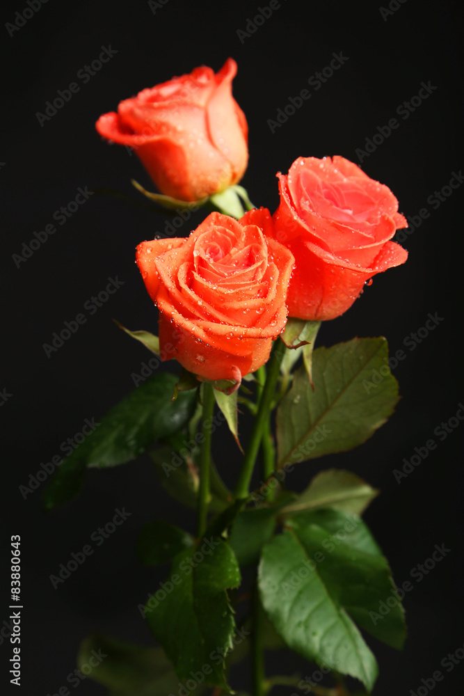 Beautiful rose with drops on black background
