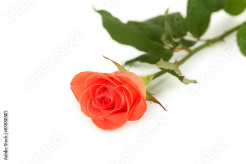 Beautiful rose on white background