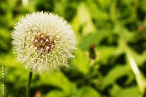 view of dandelion on grass