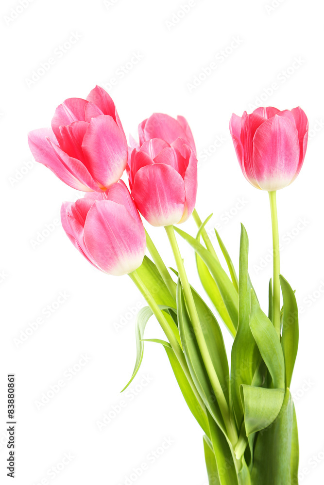 Pink tulips on white background