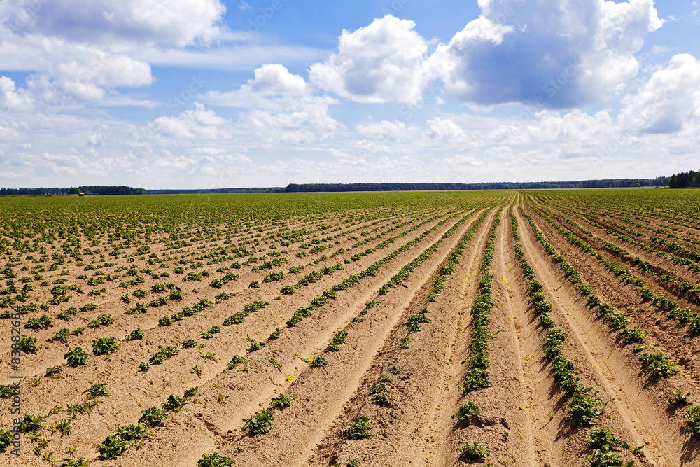 agriculture agriculture