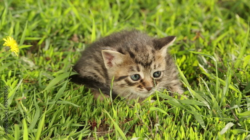 Wallpaper Mural Little tabby kittens  on green grass HD Torontodigital.ca