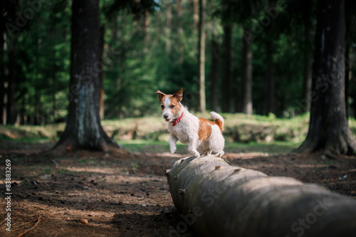 Dog Jack Russell Terrier walks on nature