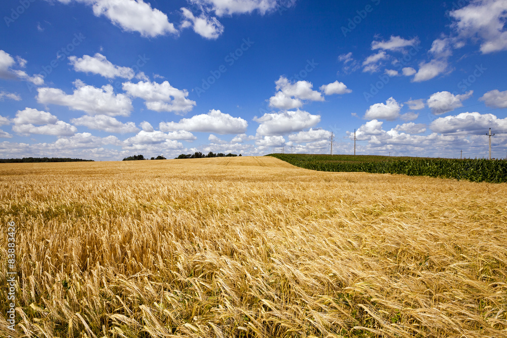 Naklejka premium wheat field 