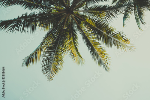 Retro stylized palm tree over sky background