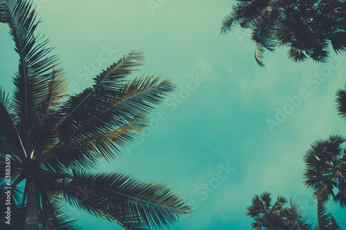Vintage stylized palm tree over sky background © nevodka.com