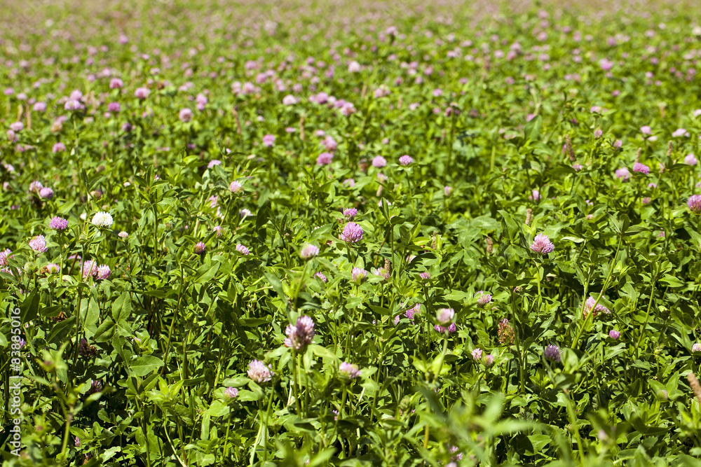 flowering clover flowering clover