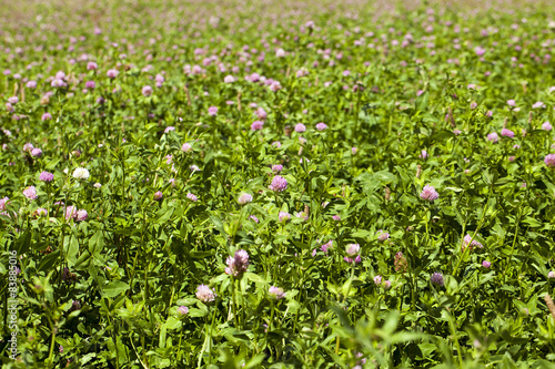 flowering clover 