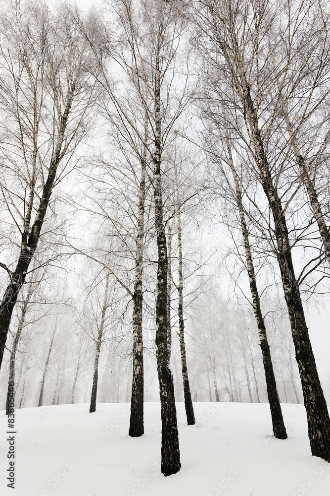 Obraz premium winter trees 