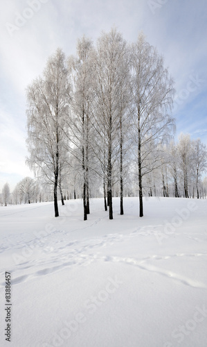 winter trees   © rsooll