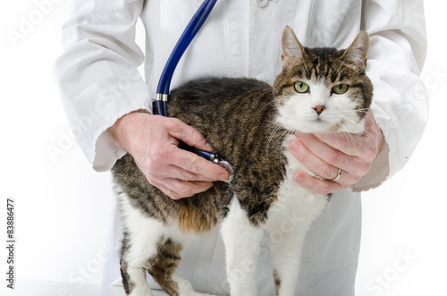 Fototapeta Naklejka Na Ścianę i Meble -  Veterinarian examining cat