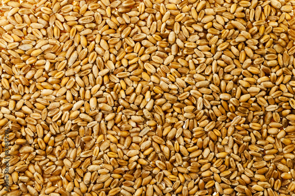 wheat grains wheat grains