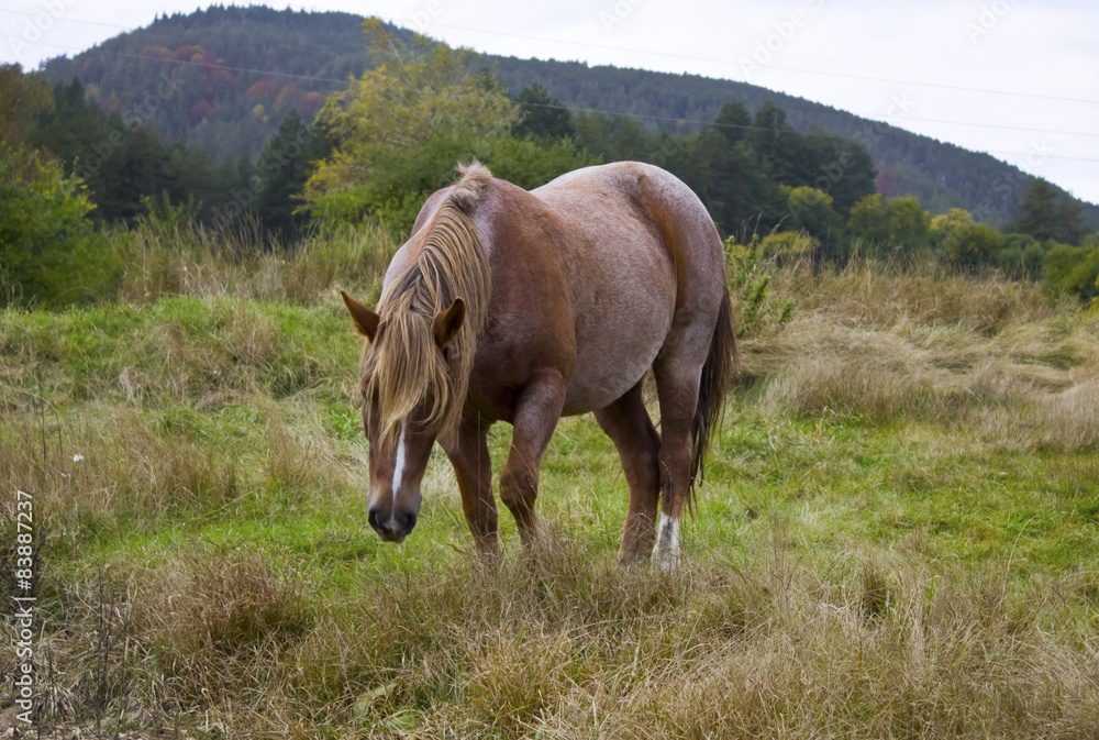 Fototapeta premium Horse 