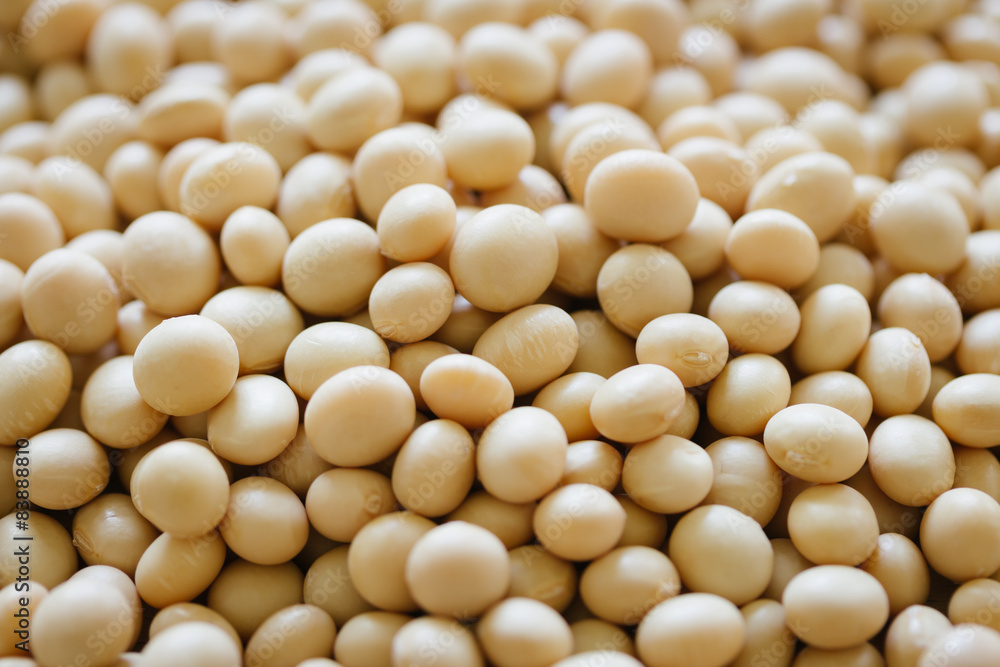 soybean