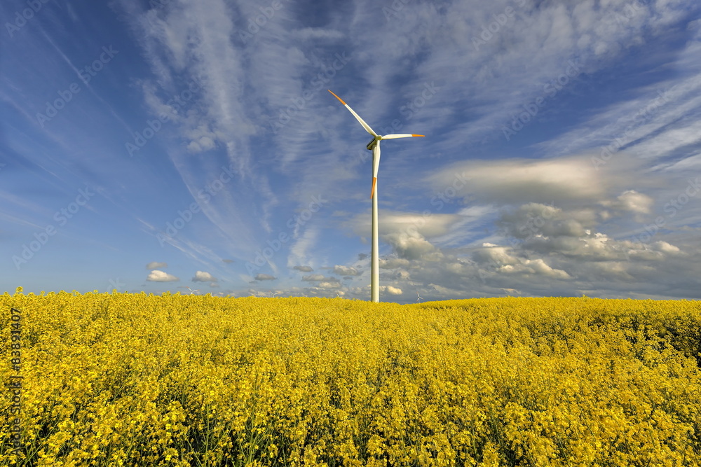 Wind power station in field with rape oil seed plants, Poland
