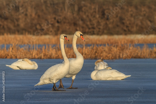Fototapeta Naklejka Na Ścianę i Meble -  Whooper Swan (Cygnus cygnus) on lake