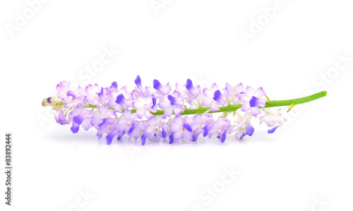 Fototapeta Naklejka Na Ścianę i Meble -  Purple orchid isolated on white background.