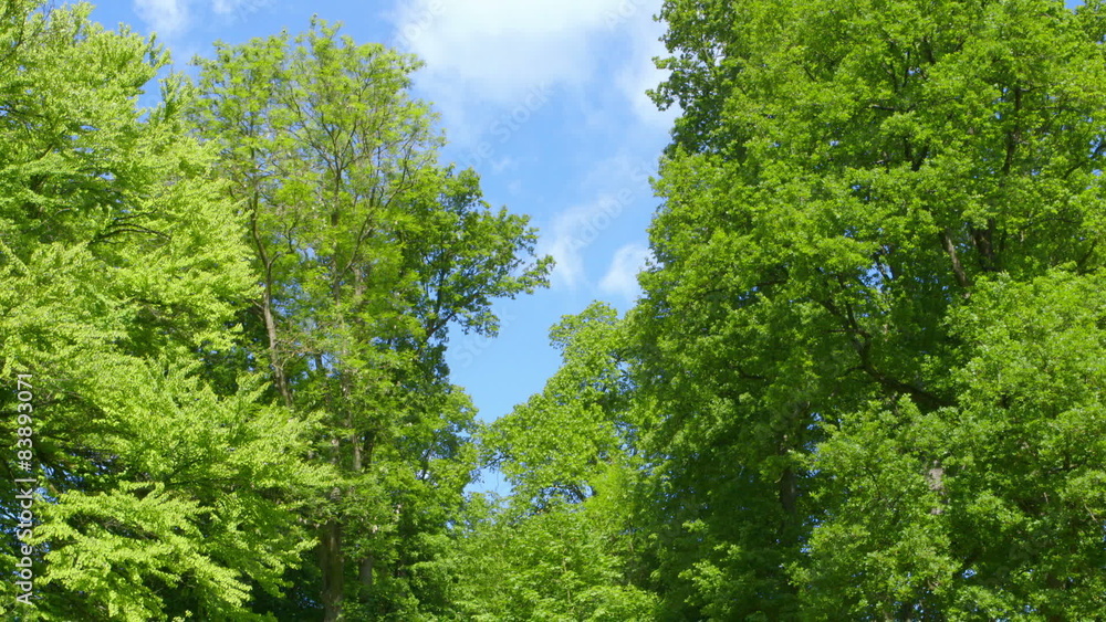 Nature - Branches full of Fresh Green Leaves - camera pan Nature - Branches full of Fresh Green Leaves - camera pan