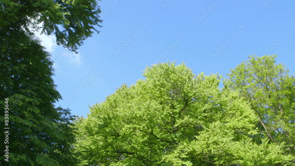 Nature - Branches full of Fresh Green Leaves - camera pan Nature - Branches full of Fresh Green Leaves - camera pan