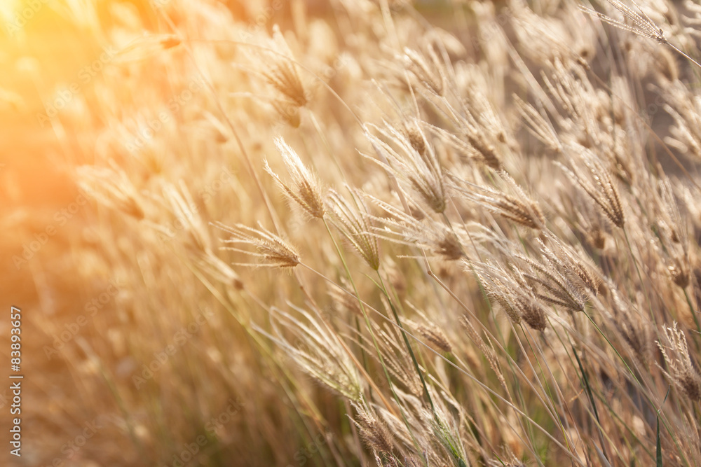 Fototapeta premium Morning grass