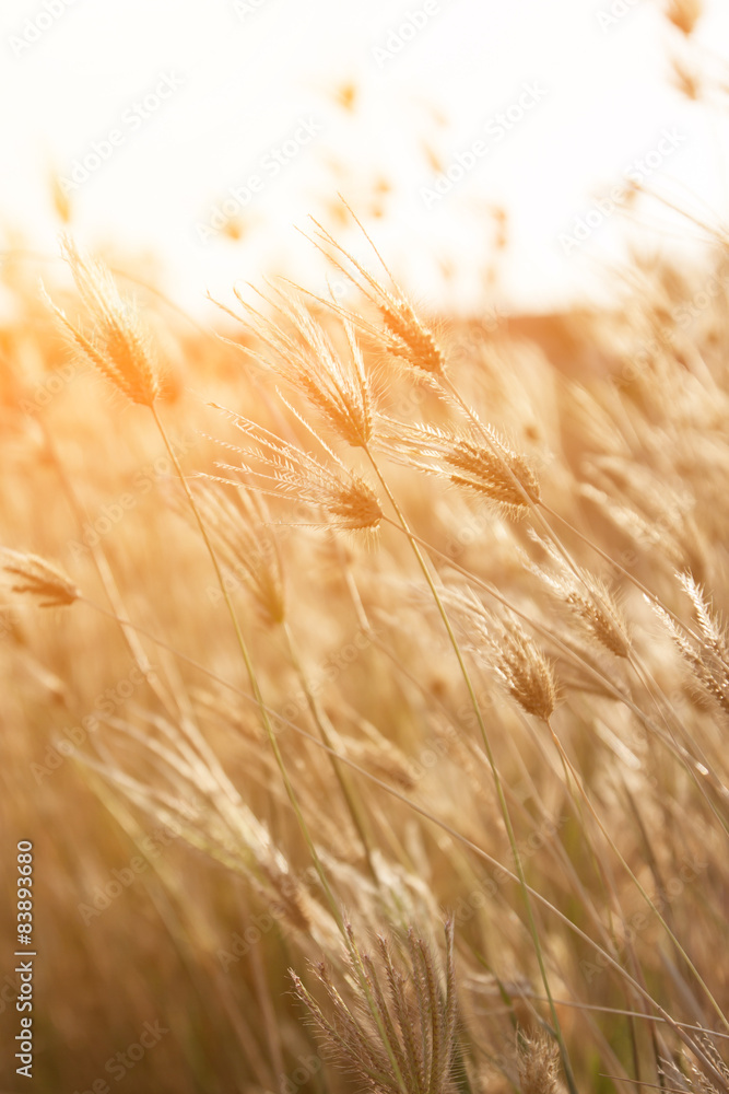 Fototapeta premium Poranna trawa