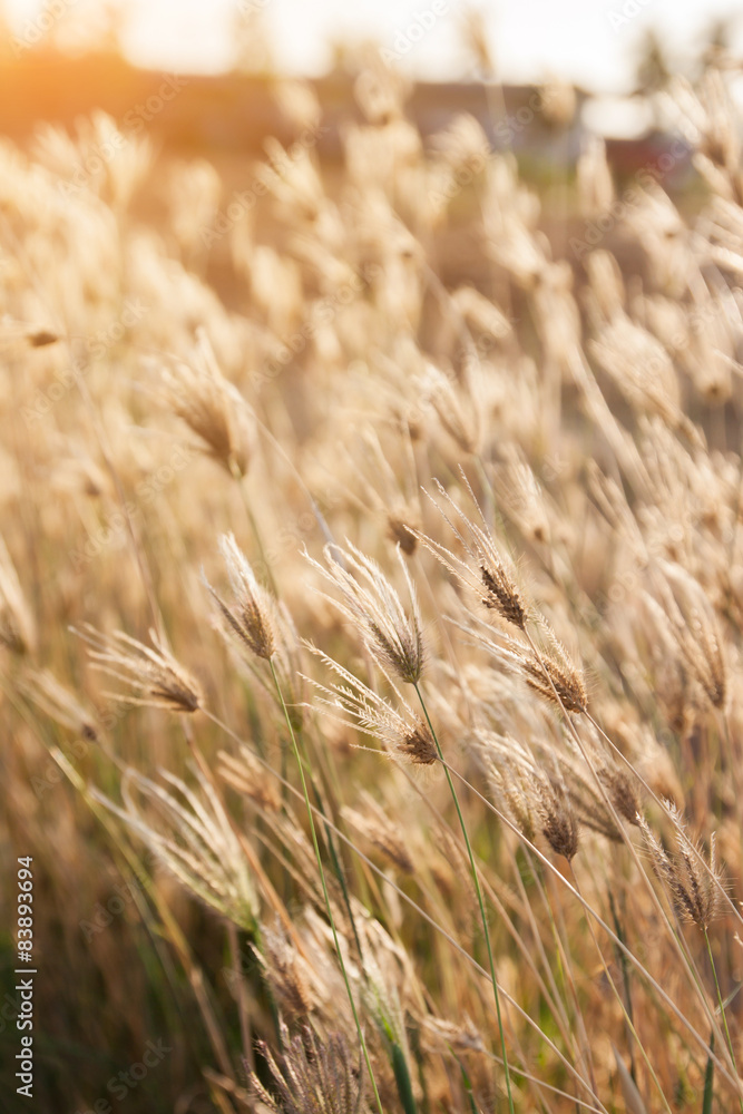Morning grass Morning grass