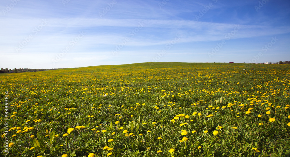 field with dandelions  