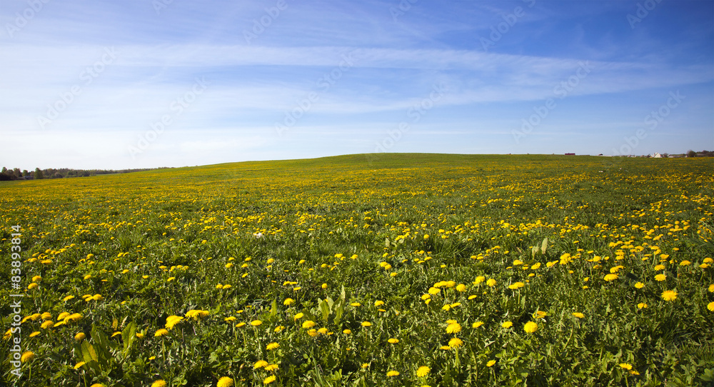 Fototapeta premium field with dandelions 