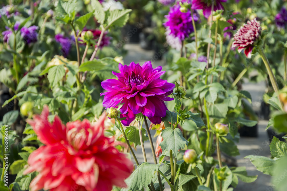 Mixed dahlia flowers Mixed dahlia flowers