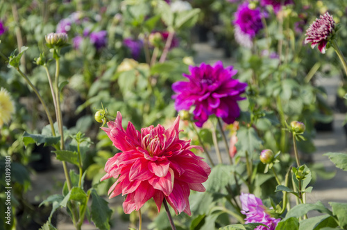 Pink and purple dahlia flowers