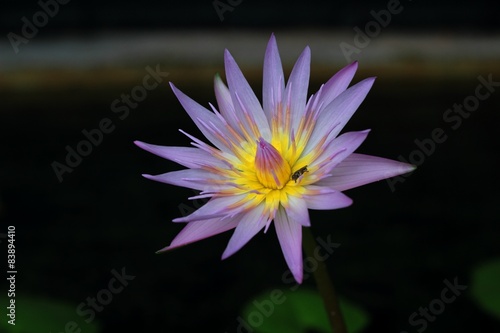 Purple lotus in the nature