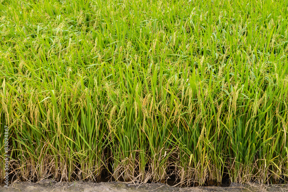 Obraz premium Paddy green Rice Fields in Thailand.