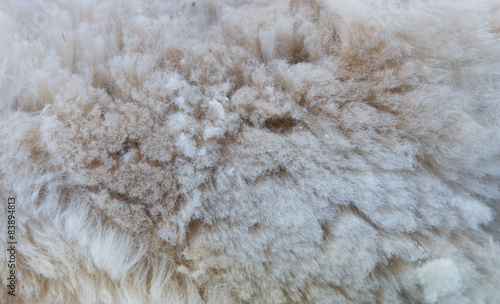 Background of alpaca fleece