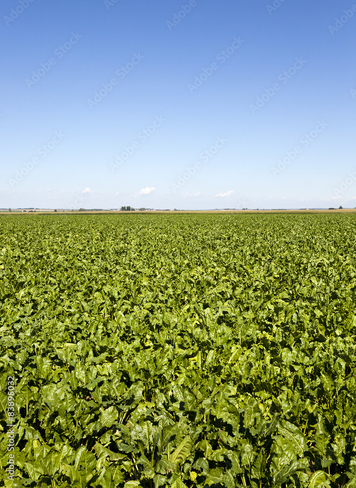 agriculture agriculture
