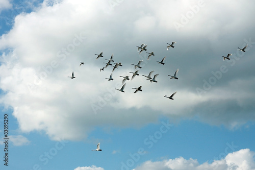 Стая лебедей в полете в небе