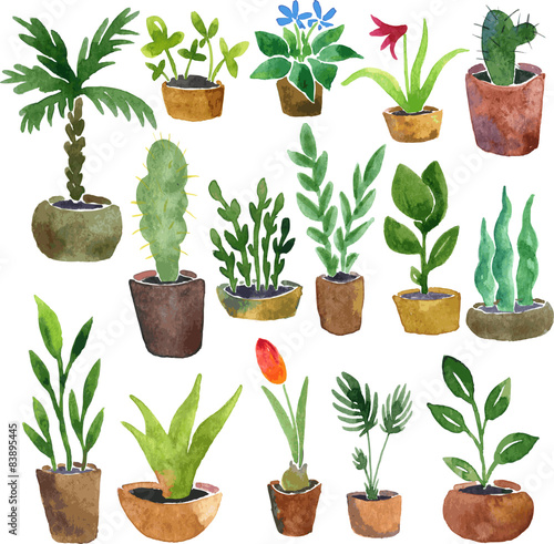 watercolor drawing home plants