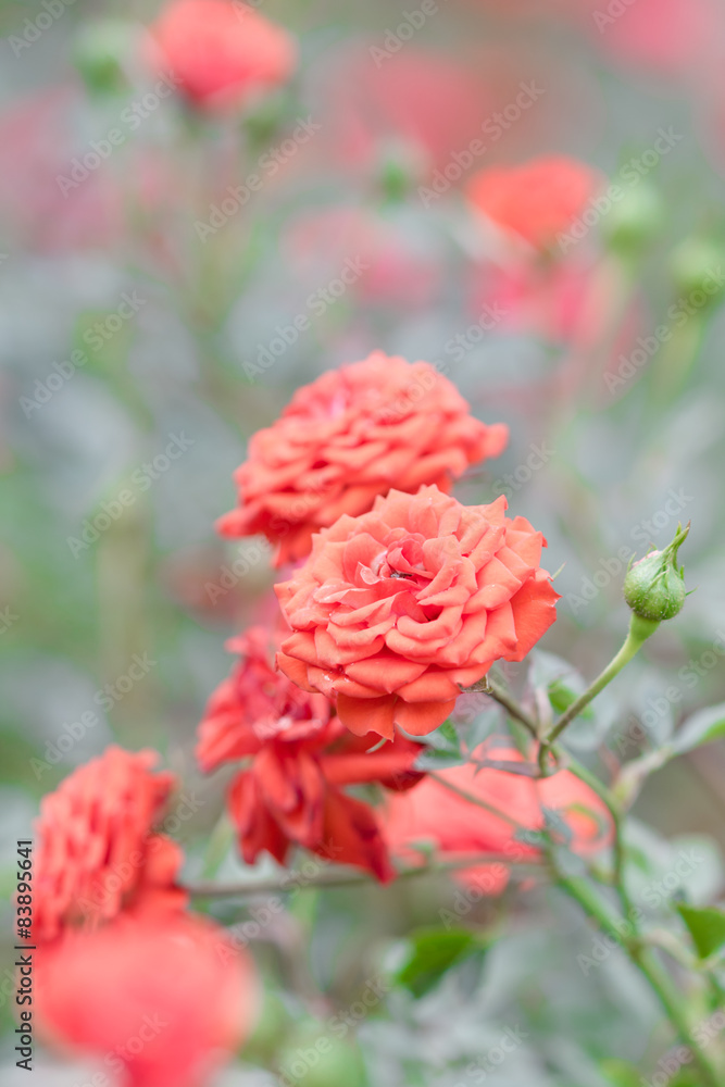 Rose flowers Rose flowers