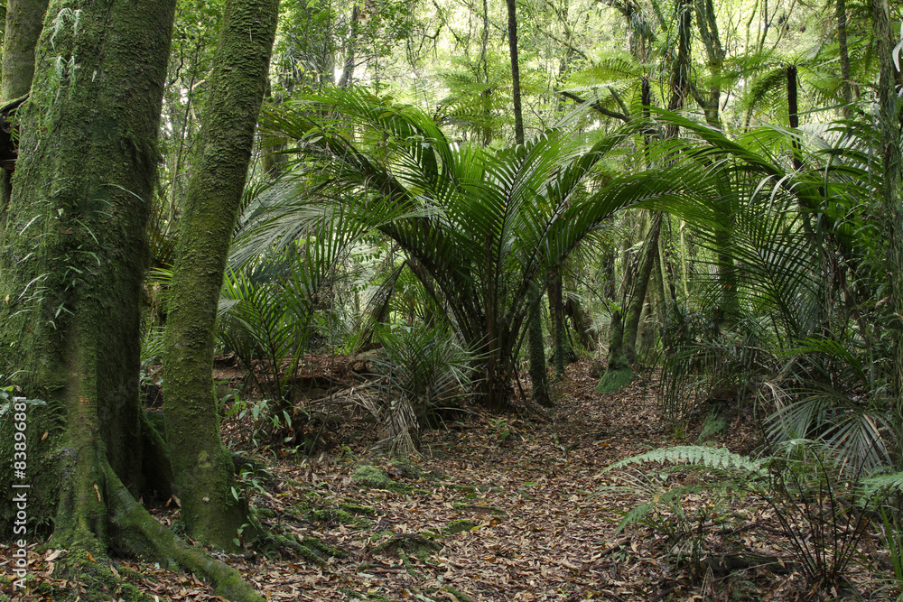 Jungle Jungle