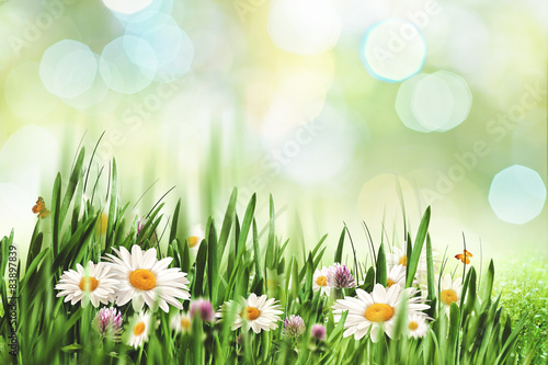 Abstract natural landscape with beauty daisy flowers and bokeh