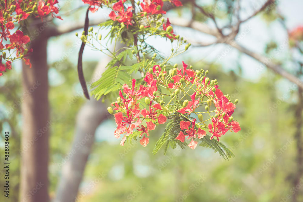 Caesalpinia pulcherrima flower in vintage retor color tone