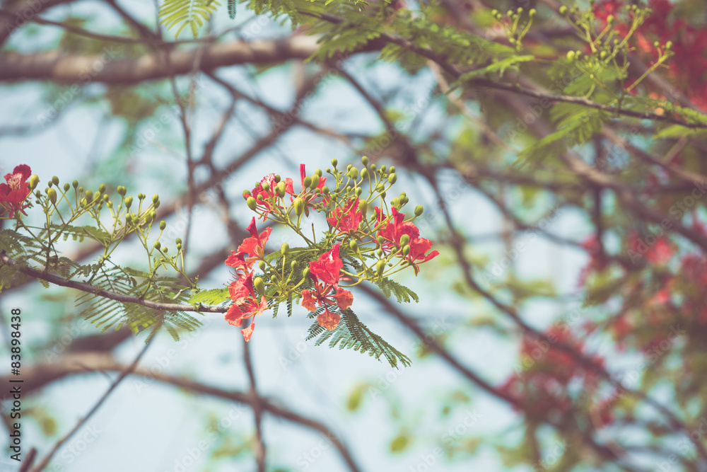 Caesalpinia pulcherrima flower in vintage retor color tone