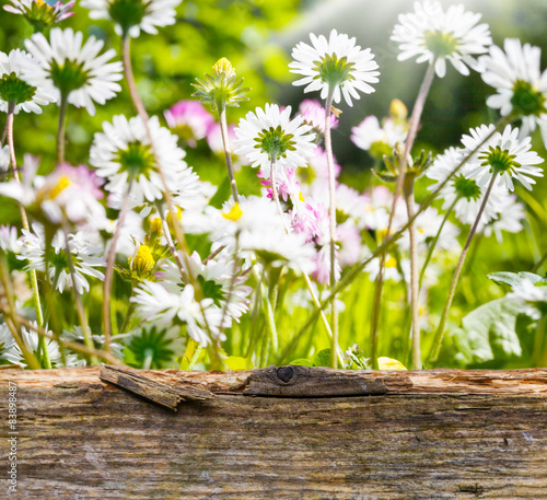 Fototapeta Naklejka Na Ścianę i Meble -  Gänseblümchen hinter Holzbrett
