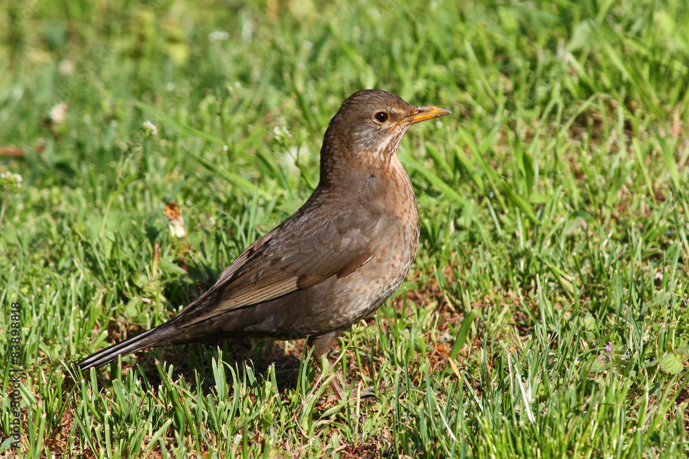 Turdus merula Turdus merula