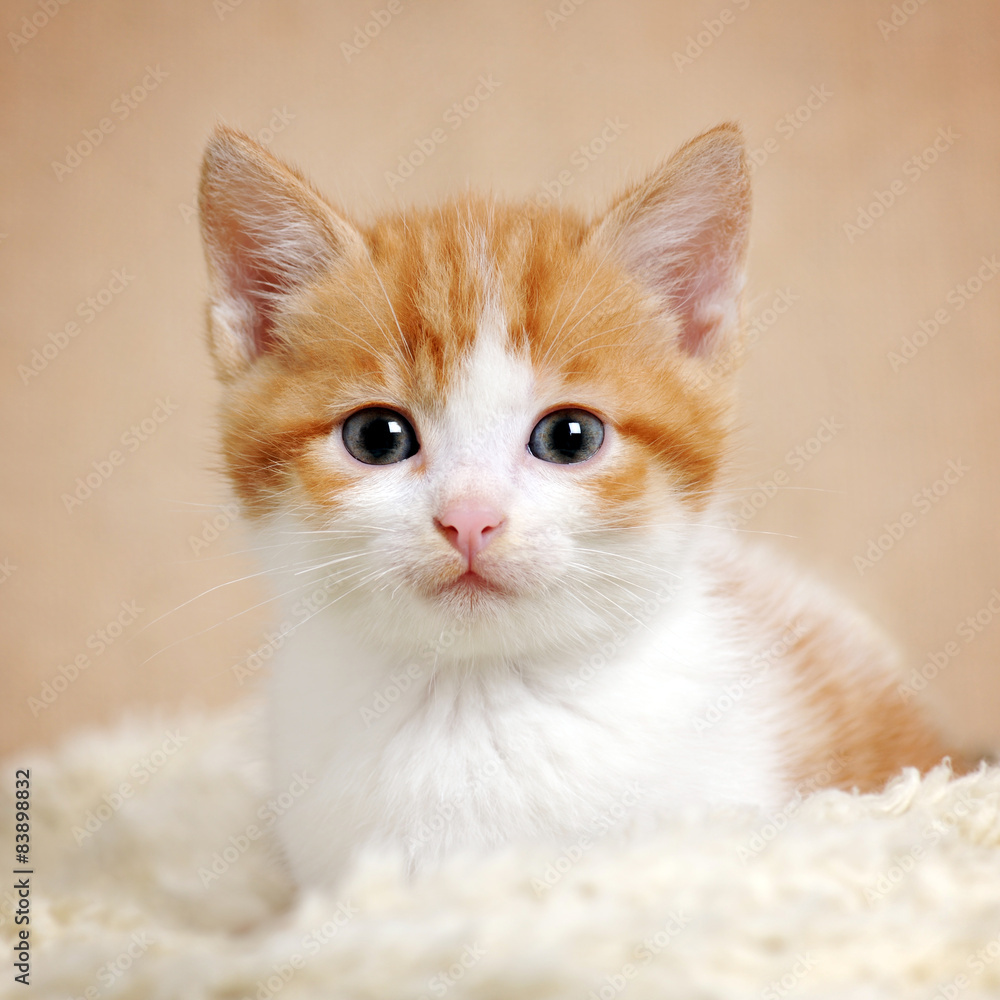 cute kitty cute kitty