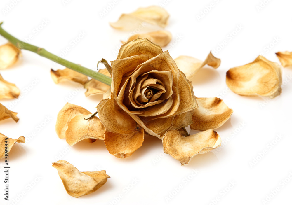 Obraz premium Dry rose flower