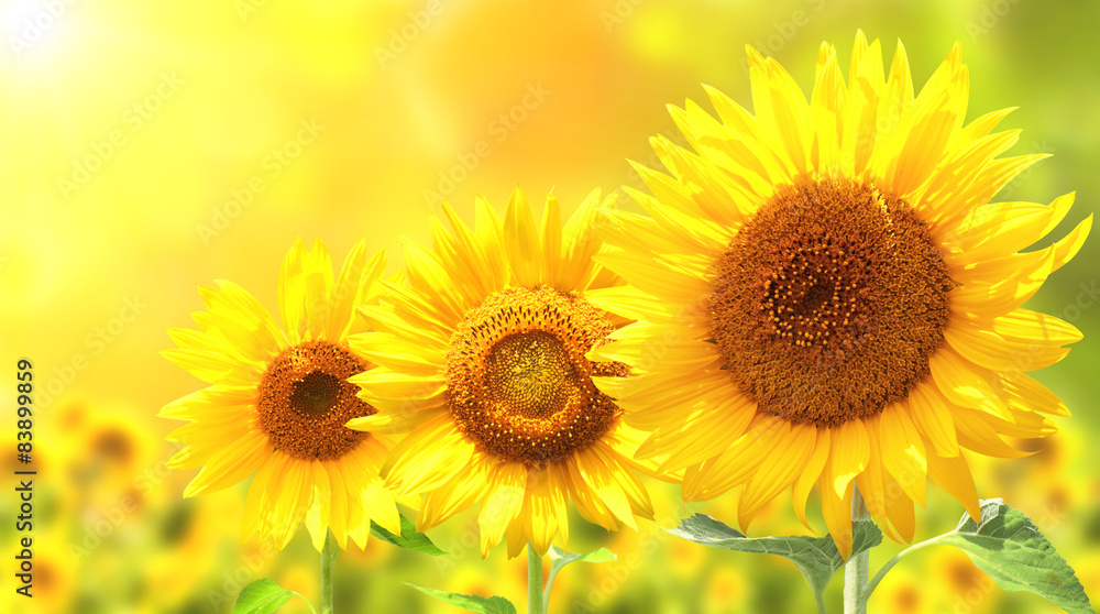 Three bright yellow sunflowers - obrazy, fototapety, plakaty 