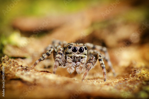 Jumping spider stay on tree. Russian nature