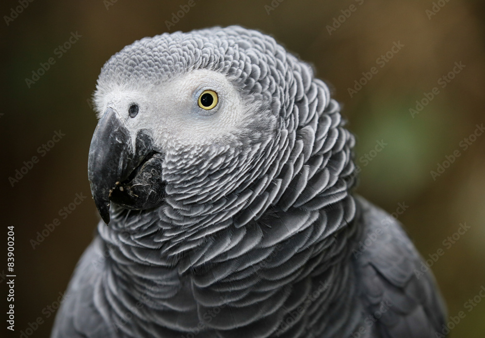 Fototapeta premium African Gray Parrot Portrait