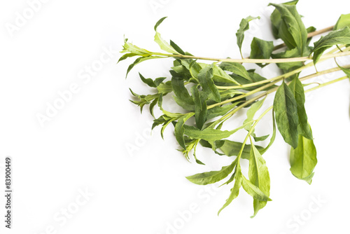 Wallpaper Mural Goji leaf isolated on white background Torontodigital.ca