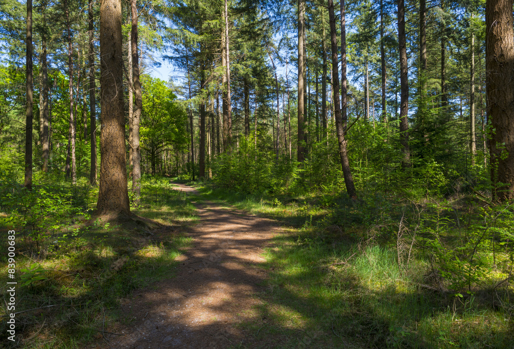 Foliage of a forest in sunlight in spring Foliage of a forest in sunlight in spring